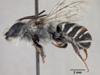 Megachile chilopsidis, male, side