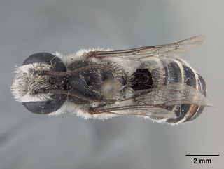 Megachile chilopsidis, male, top