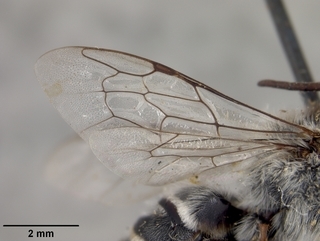Megachile chilopsidis, male, wing