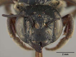 Megachile deflexa, female, face