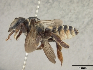 Megachile deflexa, female, side