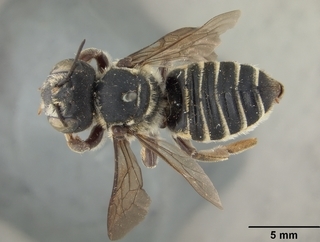 Megachile deflexa, female, top