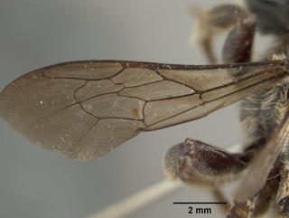 Megachile deflexa, female, wing