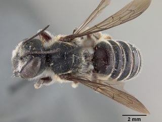 Megachile georgica, female, top