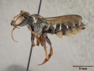 Megachile inimica, female, side