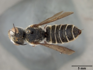Megachile inimica, female, top