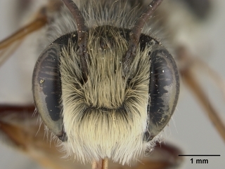 Megachile inimica, male, face