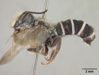 Megachile inimica, male, side