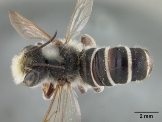 Megachile inimica, male, top