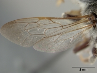 Megachile inimica, male, wing