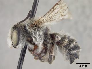 Megachile mucorosa, male, side