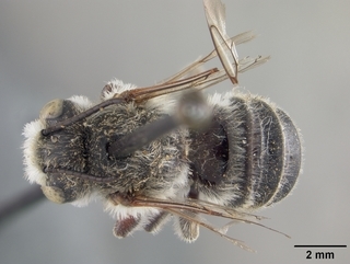 Megachile mucorosa, male, top