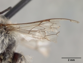 Megachile mucorosa, male, wing