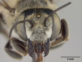 Megachile parallela, female, face