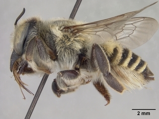 Megachile parallela, female, side