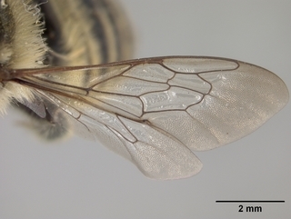 Megachile parallela, female, wing