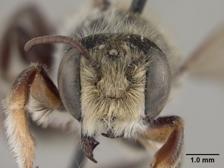 Megachile pascoensis, male, face