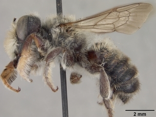 Megachile pascoensis, male, side