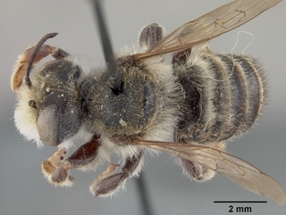 Megachile pascoensis, male, top