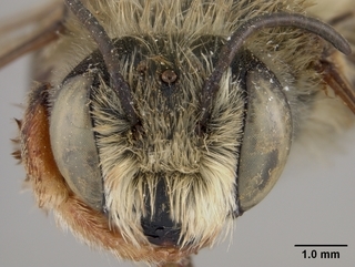 Megachile perihirta, male, face