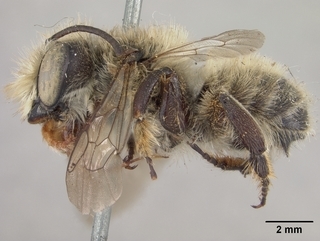 Megachile perihirta, male, side