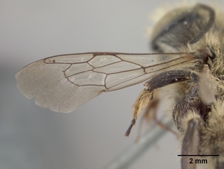 Megachile perihirta, male, wing