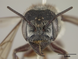 Megachile pugnata, female, face