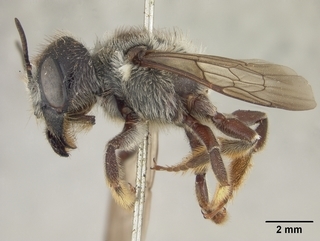 Megachile pugnata, female, side