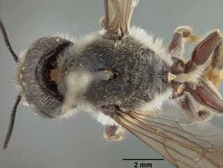 Megachile pugnata, female, top
