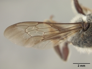 Megachile pugnata, female, wing