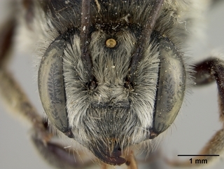 Megachile rubi, female, face