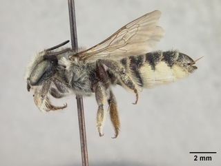 Megachile rubi, female, side