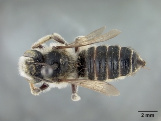 Megachile rubi, female, top