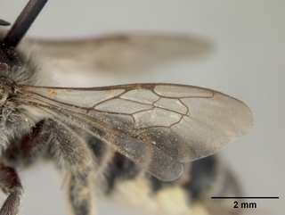 Megachile rubi, female, wing