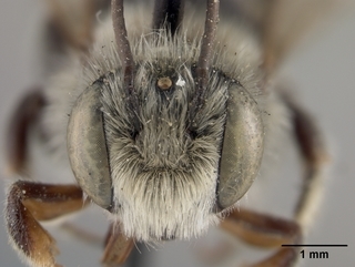 Megachile rubi, male, face