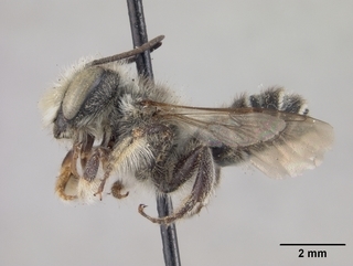 Megachile rubi, male, side