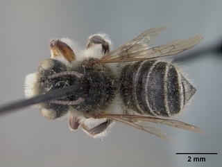 Megachile rubi, male, top