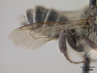 Megachile rubi, male, wing