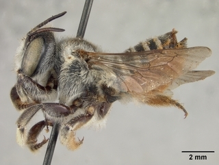Megachile sabinensis, female, side