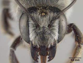 Megachile subnigra, female, face