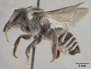 Megachile subnigra, female, side