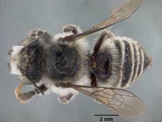 Megachile subnigra, female, top
