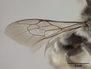 Megachile subnigra, female, wing
