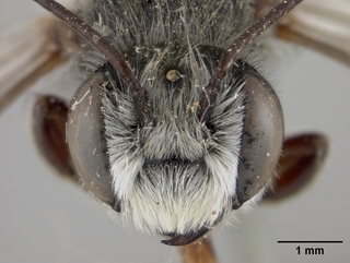 Megachile texana, male, face