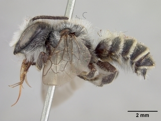 Megachile texana, male, side