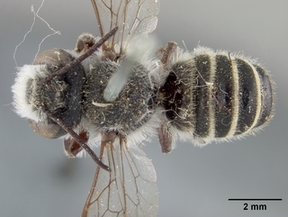 Megachile texana, male, top
