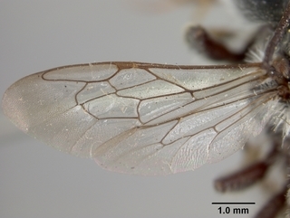 Megachile texana, male, wing
