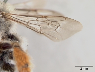 Eucera belfragei, female, wing