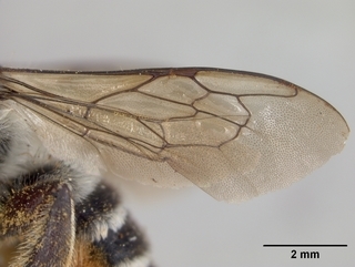 Megachile ingenua, female, wing