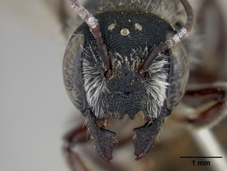 Megachile subexilis, female, face